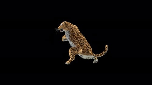 Leopard Dancing 4K