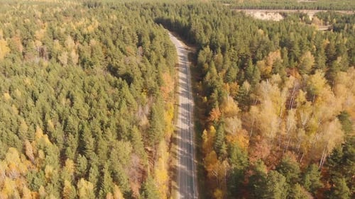 Autumn Forest