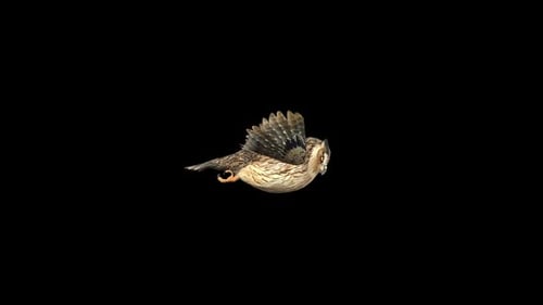 Owl Fly 3