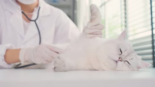 Veterinário asiático senta-se na mesa, trabalha para examinar o gato durante a consulta no hospital veterinário.
