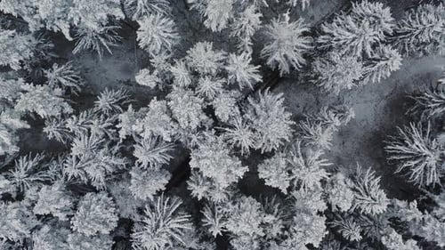 Aerial View Frozen Forest with Snow Covered Spruce and Pine Trees. Top Down View Flyover Beautiful