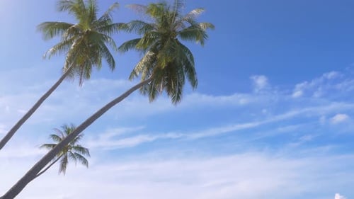 Tropical Palms, Sea and Beach
