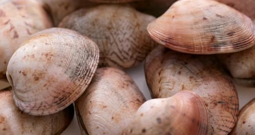Raw clam