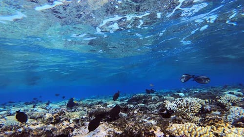 Ondas e peixes tropicais