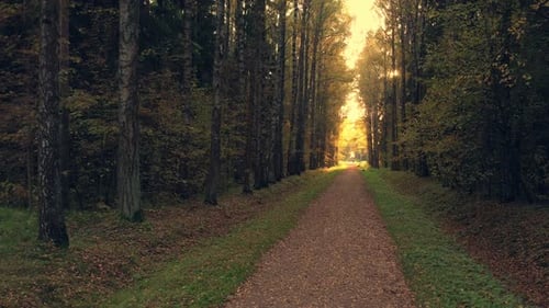 Autumn Park with Alley