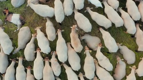 Flying Over a Flock of Sheep Grazing in an Ecologically Clean Green Meadow