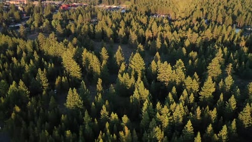 Dense Pine Forest At Lake Tahoe In Summertime In California, United States. Aerial Drone