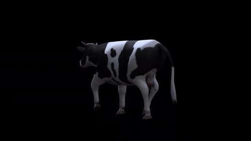 Cow Walk von der Rückseite