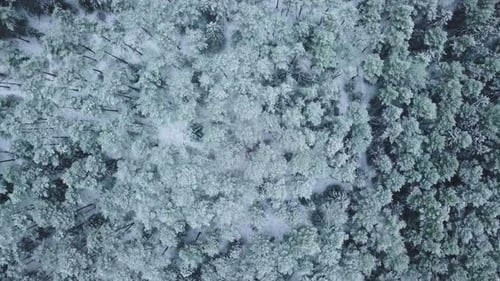 Winter forest nature snow-covered winter trees landscape view from air.