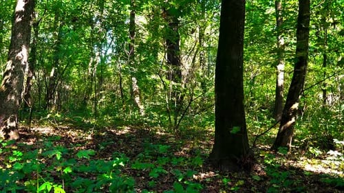 The Early Autumn Sun In The Forest 1