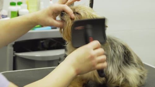 Dog in Pet Grooming Salon