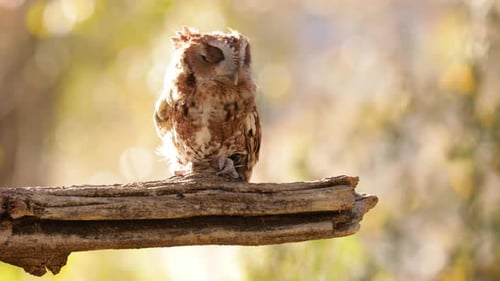 Nahaufnahme einer niedlichen und verschwommenen Eastern Screech Owl