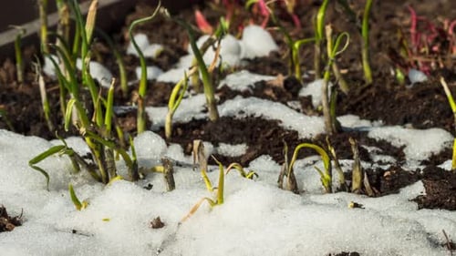Early Spring: Green Sprouts Emerging Through Snow