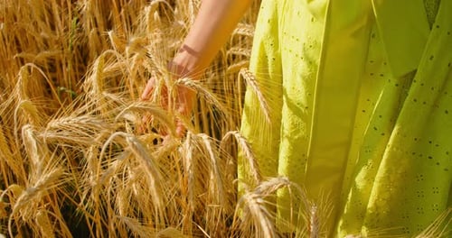 Close Up of Woman Hands Check Wheat Ears