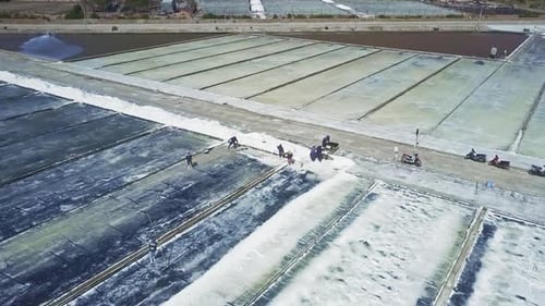 Aerial View of Workers Collecting Salt on Farm