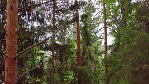 Flug durch immergrünen Nadelkiefernwald. Luftbild