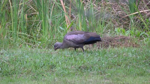 Ibis Hadada mangeant un ver
