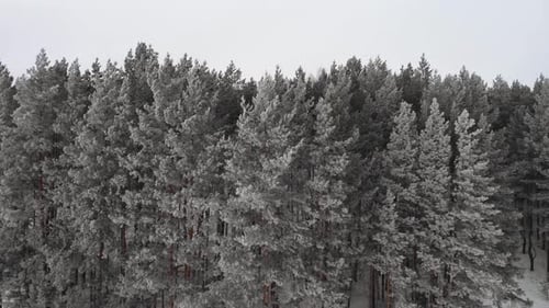 Frosty Trees