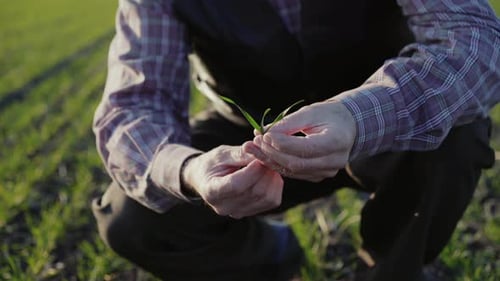Wrinkled Farmer Holds and Checks Spring Wheat Leaves on Field