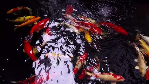 Die große, ausgefallene, farbenfrohe Vielfalt an Zier-Koi-Fischen im Teich mit Reflexionen von Wasserschatten