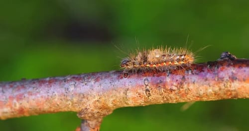 Hairy Caterpillar Crawling on Branch in Close Up
