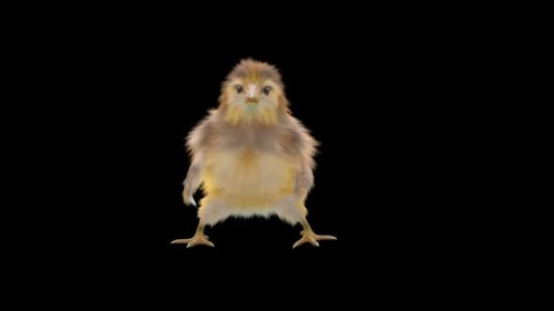 Cute Fluffy Chick Animated Body Shake Dance
