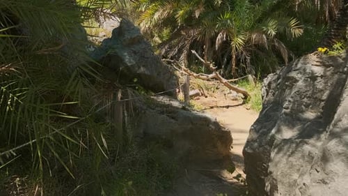 Caminando por el bosque de palmeras