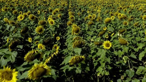 Flowering of yellow sunflowers in the field iat daytime looking some degrees down by the drones came