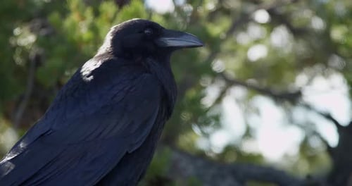 Birds 10 - Großer schwarzer Vogel