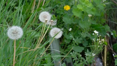 Dandelions at the Meadow