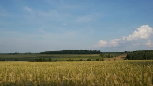 Driving Through Beautiful Field Scenery