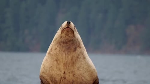 Sea lions on a dock close up posing