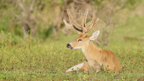 Wild mammal, large adult marsh deer, blastocerus dichotomus sitting on the ground at the riverbank,