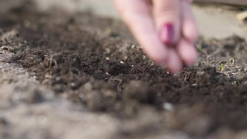 Caucasian Senior Female Gardener Pours Seeds of Plants Into the Ground in Garden