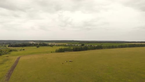 Herd Of Cows