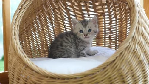 Adorable Tabby Kitten Sitting in a Basket