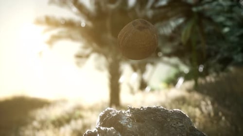 Floating Coconut Animation in a Tropical Sunset Scene