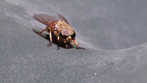Gadfly Creeps Close-up. Horse-Fly in Macro. Slow Motion