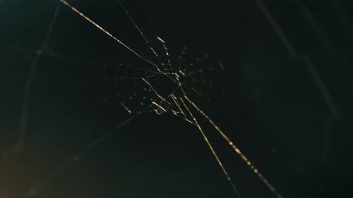 Close Up Of Spiderweb Shimmering In Sunlight