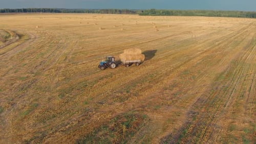 Tractor Carries Straw Bales Across the Field on a Trailer on a Sunny Summer Evening