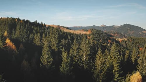 Sun Over Fir Forest at Mountain Aerial