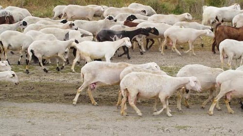Goats Walk in Village Breeding of Domestic Animals