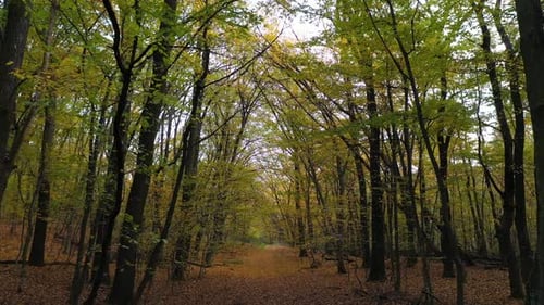 Flying in the Forest in Autumn