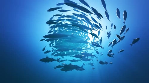 Animation of mackerel forming a bait ball. Fish flock in dark ocean water. 4KHD
