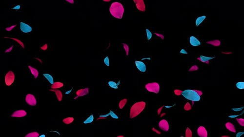 Beautiful Falling Rose Petals Overlay