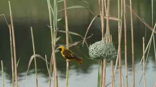 Village Weaver Bird
