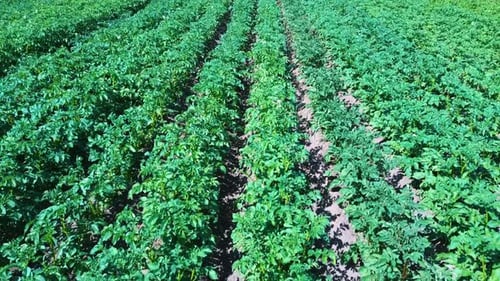 Potato Field Aerial View. Rows of Potatoes in a Field