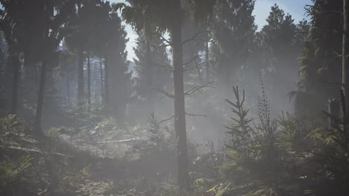 Pine and Spruce Tree Forest