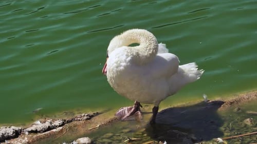 Toilettage du canard