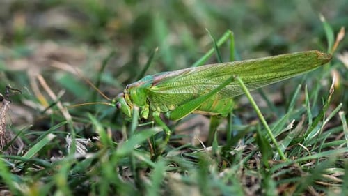 Weibchen der großen grünen Heuschrecke legt Eier